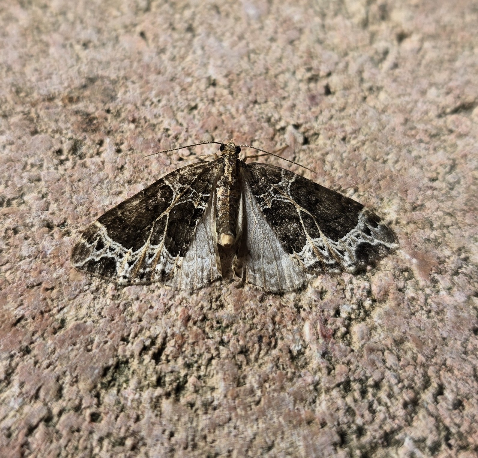 Photo of Small Phoenix (Ecliptopera silaceata)